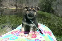 Midnight Illusions Mr Fresh Rainfall, a male German Shepherd Dog for sale in Piedmont, MO – Photo 3 of 6