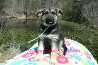 Midnight Illusions Mr Fresh Rainfall, a male German Shepherd Dog for sale in Piedmont, MO – Photo 4 of 6