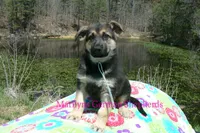 Midnight Illusions Mr Fresh Rainfall, a male German Shepherd Dog for sale in Piedmont, MO – Photo 2 of 6