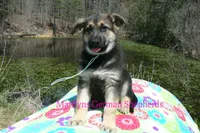 Midnight Illusions Mr Fresh Rainfall, a male German Shepherd Dog for sale in Piedmont, MO – Photo 5 of 6