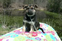 Midnight Illusions Mr Fresh Rainfall, a male German Shepherd Dog for sale in Piedmont, MO – Photo 6 of 6