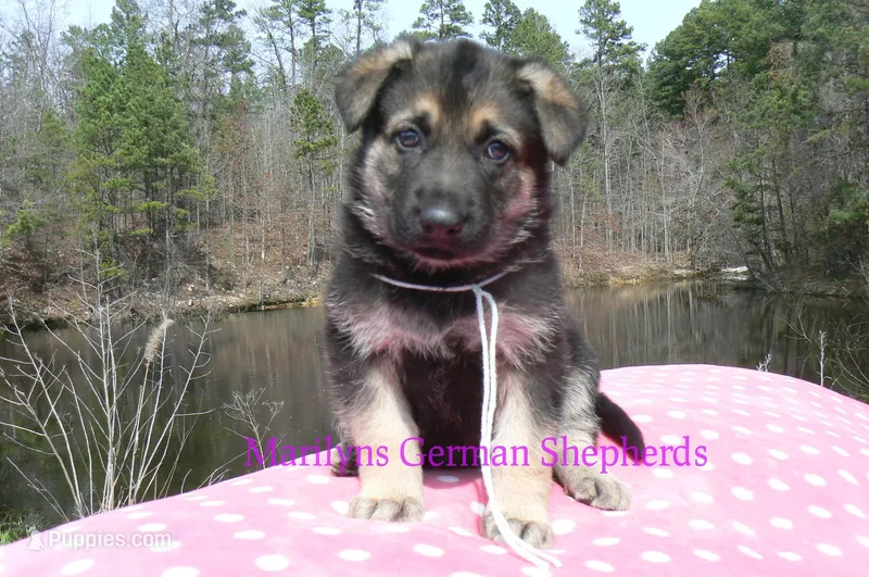 Midnight Illusions Mr Fresh Rainfall – German Shepherd Dog puppy for sale in Piedmont, MO