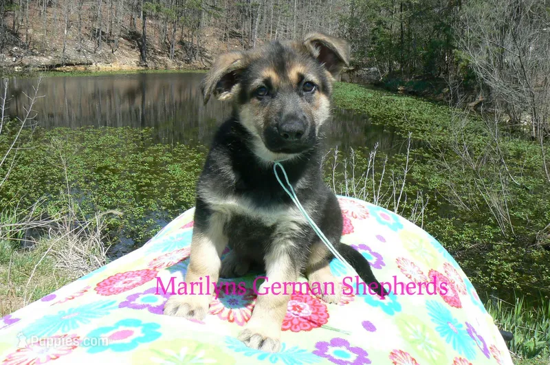 Midnight Illusions Mr Fresh Rainfall – German Shepherd Dog puppy for sale in Piedmont, MO