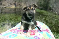 Midnight Illusions Mr Fresh Rainfall, a male German Shepherd Dog for sale in Piedmont, MO – Photo 1 of 6