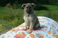 Strawberry's Miss Salted Butterscotch, a female German Shepherd Dog for sale in Piedmont, MO – 6 of 6