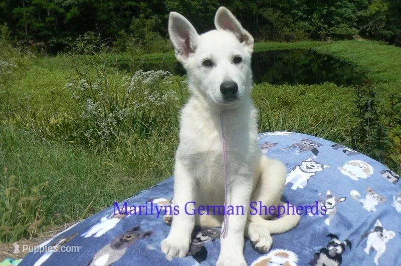 Strawberry's Miss Lavender Dusk – German Shepherd Dog puppy for sale in Piedmont, MO