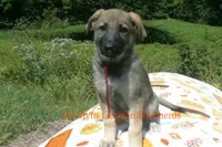Enchantress's Miss Ciderhouse, a female German Shepherd Dog for sale in Piedmont, MO – 3 of 6