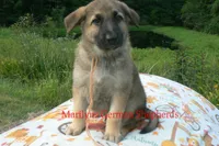 Strawberry's Mr. Pumpkin Bonfire, a male German Shepherd Dog for sale in Piedmont, MO – 5 of 6