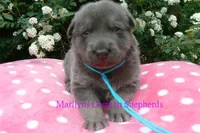 Foxy's Mr. Blue Orchard Skies, a male German Shepherd Dog for sale in Piedmont, MO – Photo 2 of 6