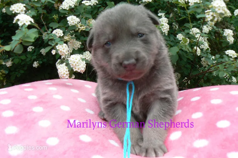 Foxy's Mr. Blue Orchard Skies – German Shepherd Dog puppy for sale in Piedmont, MO