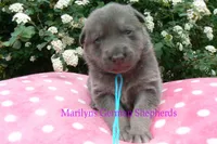 Foxy's Mr. Blue Orchard Skies, a male German Shepherd Dog for sale in Piedmont, MO – Photo 1 of 6