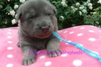 Foxy's Mr. Blue Orchard Skies, a male German Shepherd Dog for sale in Piedmont, MO – Photo 6 of 6