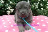 Foxy's Mr. Blue Orchard Skies, a male German Shepherd Dog for sale in Piedmont, MO – Photo 3 of 6