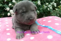 Foxy's Mr. Blue Orchard Skies, a male German Shepherd Dog for sale in Piedmont, MO – Photo 5 of 6
