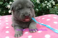 Foxy's Mr. Blue Orchard Skies, a male German Shepherd Dog for sale in Piedmont, MO – Photo 4 of 6