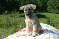 Strawberry's Miss Pumpkin Pecan Waffles, a female German Shepherd Dog for sale in Piedmont, MO – 2 of 7