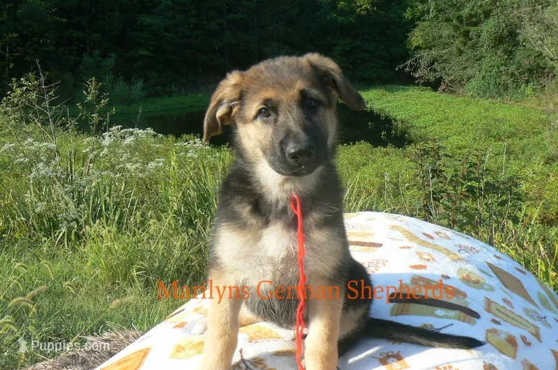 Enchantress's Miss Campfire Nights – German Shepherd Dog puppy for sale in Piedmont, MO