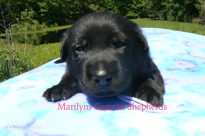 Snickerdoodle's Mr. Fiji White Sands – German Shepherd Dog puppy for sale in Piedmont, MO
