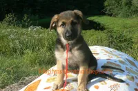 Enchantress's Miss Campfire Nights, a female German Shepherd Dog for sale in Piedmont, MO – 5 of 6