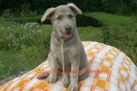 Sapphire's Miss Corn Maze Craze, a female German Shepherd Dog for sale in Piedmont, MO – 5 of 6