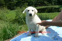 Lakeside Morning's Mr. Summer Boardwalk, a male German Shepherd Dog for sale in Piedmont, MO – 7 of 7