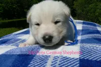 Lakeside Morning's Mr. Sea Salt Coast, a male German Shepherd Dog for sale in Piedmont, MO – 5 of 6