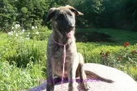 Lakeside Morning's Miss Coastal Cottage, a female German Shepherd Dog for sale in Piedmont, MO – 6 of 6