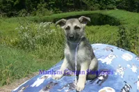 Strawberry's Miss White Pumpkin, a female German Shepherd Dog for sale in Piedmont, MO – 5 of 6