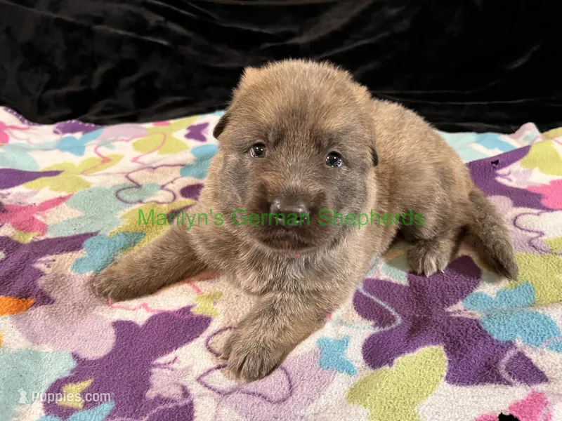 Saffron's Miss Holiday Garland – German Shepherd Dog puppy for sale in Piedmont, MO