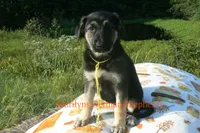 Enchantress's Miss Sunshine and Lemons, a female German Shepherd Dog for sale in Piedmont, MO – 3 of 7