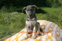 Sapphire's Miss Wilderness Trail, a female German Shepherd Dog for sale in Piedmont, MO – 6 of 6