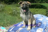Strawberry's Miss Salted Butterscotch, a female German Shepherd Dog for sale in Piedmont, MO – 3 of 6