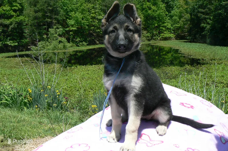 Love Spells Miss Warm Ocean Breeze – German Shepherd Dog puppy for sale in Piedmont, MO