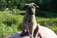 Lakeside Morning's Miss Coastal Cottage, a female German Shepherd Dog for sale in Piedmont, MO – 3 of 6