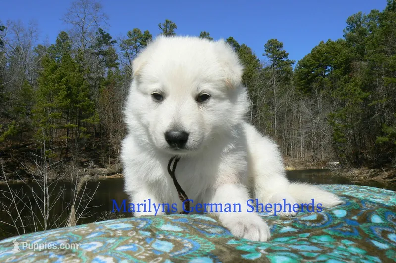 Miami's Mr. Mahogany Vanilla