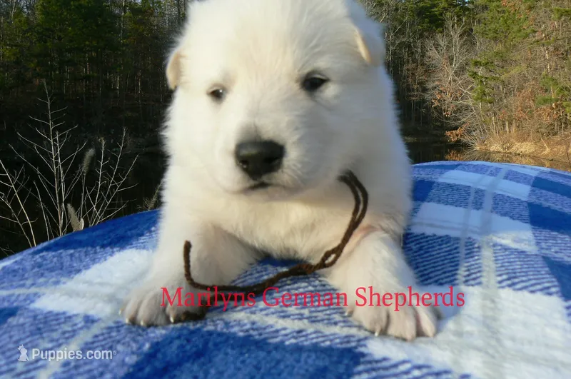 Miami's Mr. Mahogany Vanilla