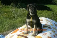 Enchantress's Miss Sunshine and Lemons, a female German Shepherd Dog for sale in Piedmont, MO – 5 of 7