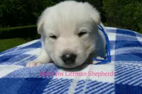 Lakeside Morning's Mr. Sea Salt Coast, a male German Shepherd Dog for sale in Piedmont, MO – 4 of 6