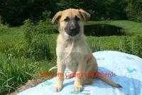 Lakeside Morning's Miss Sugar Cone Crunch, a female German Shepherd Dog for sale in Piedmont, MO – 6 of 6