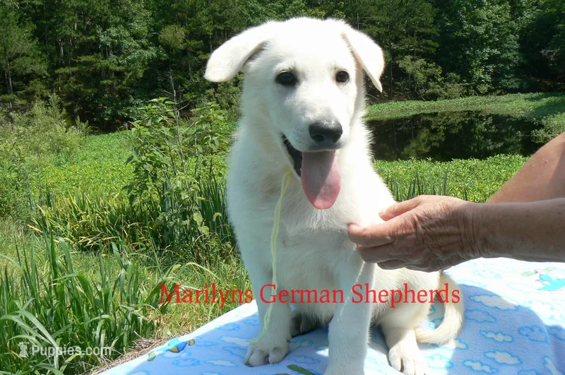 Lakeside Morning's Mr. Summer Boardwalk – German Shepherd Dog puppy for sale in Piedmont, MO