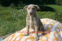 Sapphire's Miss Amber Vanilla, a female German Shepherd Dog for sale in Piedmont, MO – 5 of 6