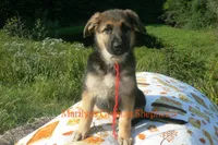 Enchantress's Miss Campfire Nights, a female German Shepherd Dog for sale in Piedmont, MO – 6 of 6