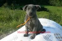 Sapphire's Miss Caramel Pumpkin Swirl, a female German Shepherd Dog for sale in Piedmont, MO – 2 of 6