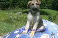 Strawberry's Mr. Fresh Fall Morning, a male German Shepherd Dog for sale in Piedmont, MO – 1 of 6