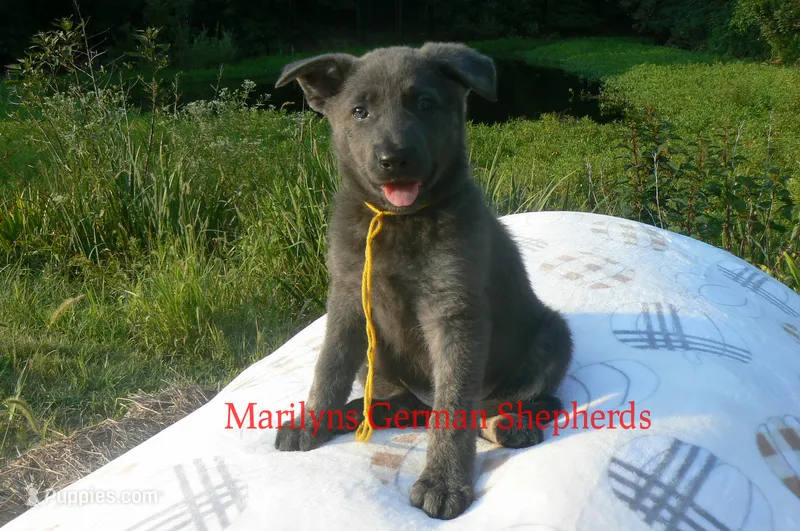 Sapphire's Miss Sunrise Woods – German Shepherd Dog puppy for sale in Piedmont, MO