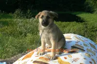 Enchantress's Mr. Fall Flannel, a male German Shepherd Dog for sale in Piedmont, MO – 3 of 6