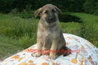 Strawberry's Mr. Pumpkin Bonfire, a male German Shepherd Dog for sale in Piedmont, MO – 1 of 6