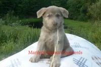 Sapphire's Miss Corn Maze Craze, a female German Shepherd Dog for sale in Piedmont, MO – 6 of 6