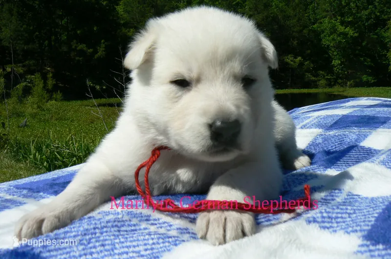 Lakeside Morning's Miss Raspberries & Whipped Vanilla – German Shepherd Dog puppy for sale in Piedmont, MO