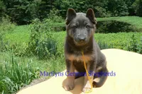 Snickerdoodle's Miss Banana Cream Latte, a female German Shepherd Dog for sale in Piedmont, MO – 3 of 6